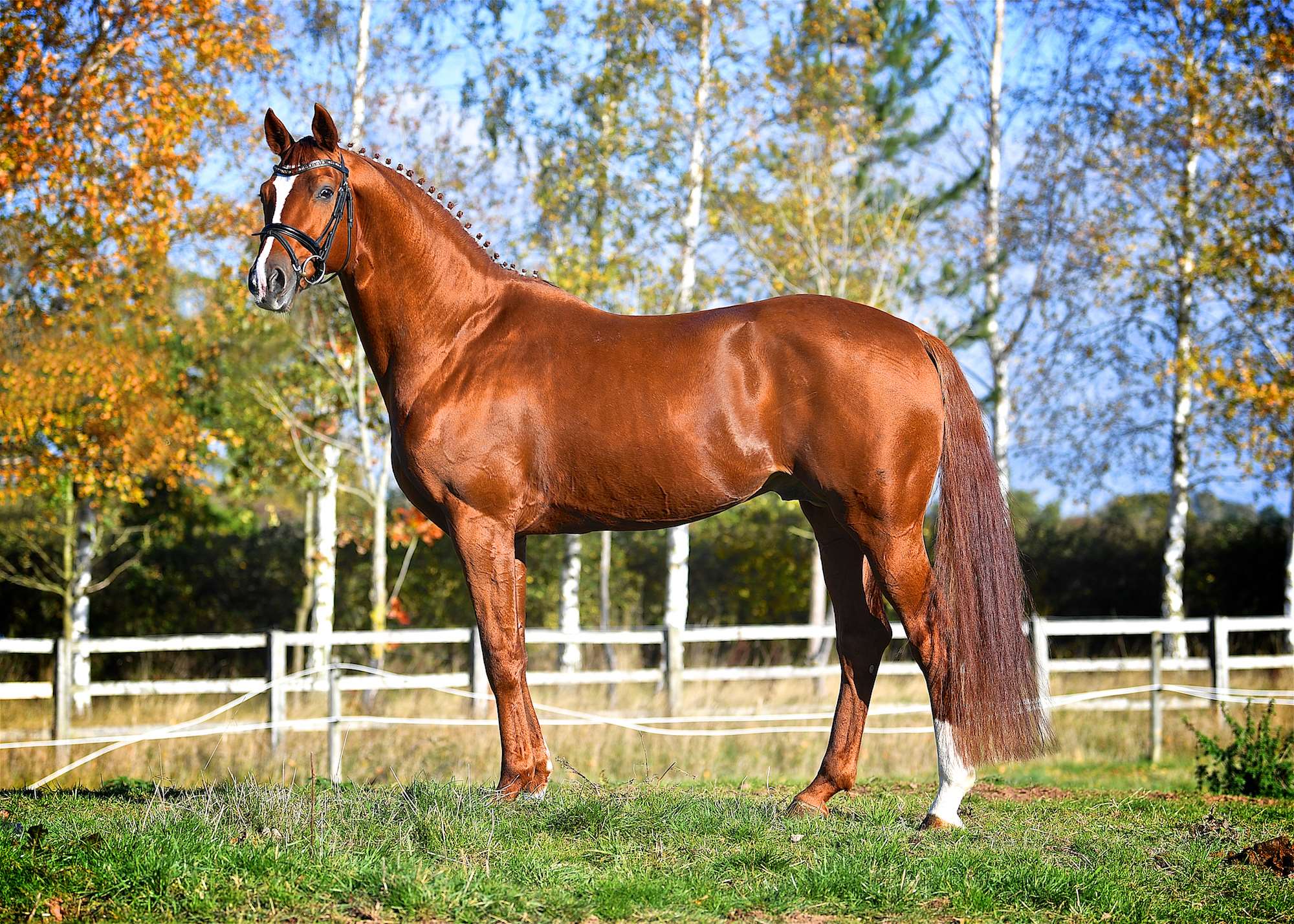 Woodlander Wild Child Stallion